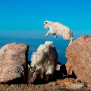 Jogos de salto Cabra juvenil saltando