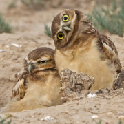 (Bi)charadas Coruja buraqueira, créditos Robert Palmer, Comedy Wildlife Photography Awards 2019