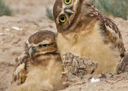Coruja buraqueira, créditos Robert Palmer, Comedy Wildlife Photography Awards 2019