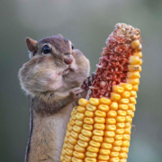 Esquilo comendo maçaroca, créditos Barb d'Arpino, Comedy Wildlife Photography Awards 2016