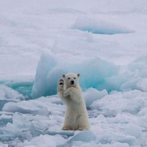 Urso polar, créditos Barry Chapman, Comedy Wildlife Photography Awards 2019
