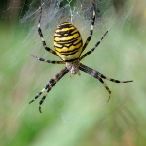 Aranha