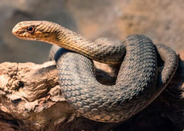 Cobra-rateira sobre tronco, foto Meus Animais