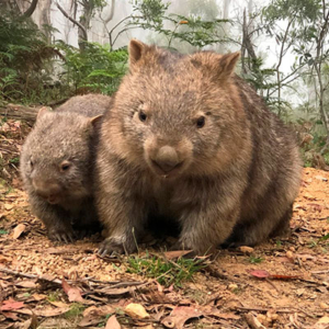 Wombat, ABC de animais com ritmo