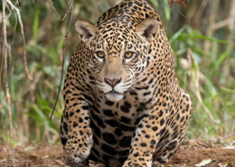 Jaguar, panthera onca, rio Piquiri, créditos Charles J. Sharp / Wikipédia