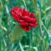 Democracia e instituições políticas Cravo vermelho, símbolo de Abril e da liberdade