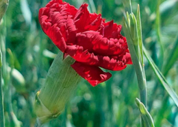 Cravo vermelho, símbolo de Abril e da liberdade