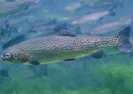 Peixe